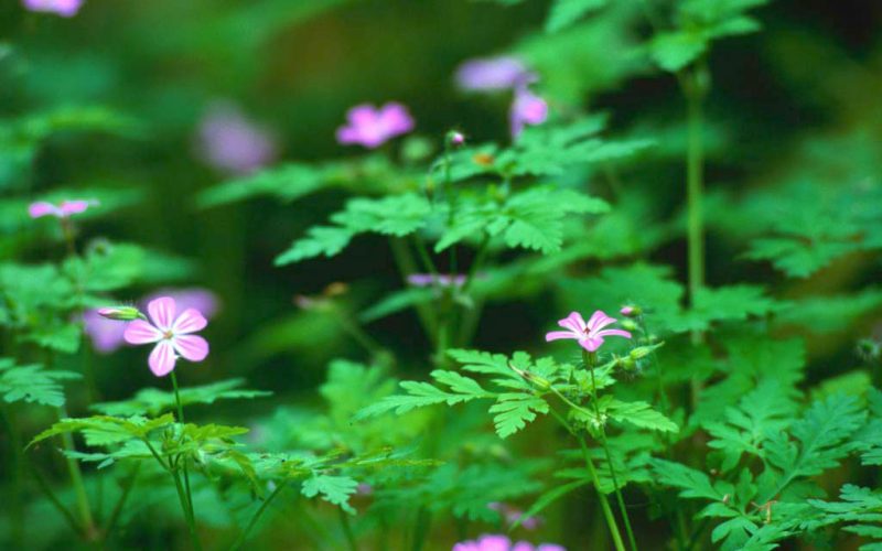 Forest Flowers